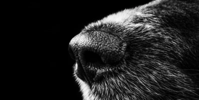 Cane salva il compagno cieco